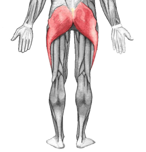 Beckenheben (Banded Glute Bridges) - Übungsausführung (auch Beckenlift / Brücke)