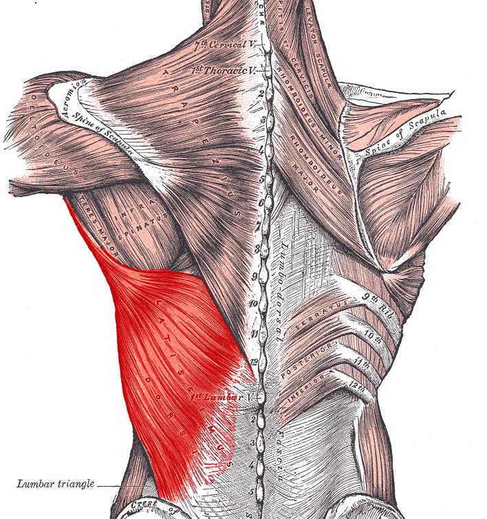 Klimmzüge Anleitung: richtige Ausführung, Varianten & Trainingsmethoden