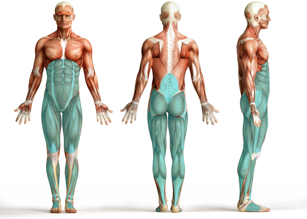 Muskeln die von der Kniebeuge trainiert werden