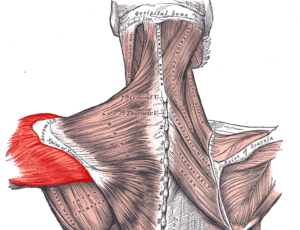 Face Pulls für die hintere Schulter: die richtige Ausführung